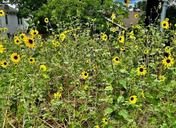 Sunflowers for Everybody!