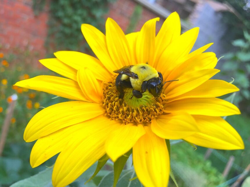 Bumblebees, butterflies and bunnies.