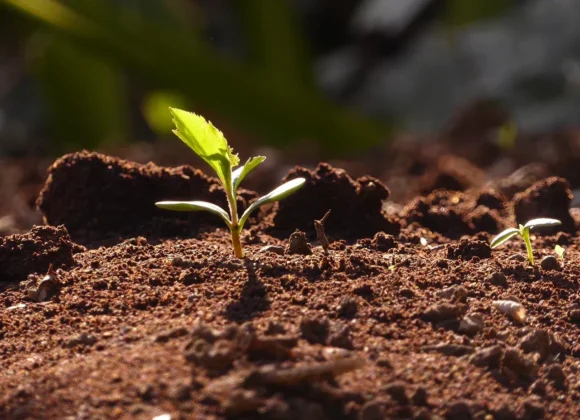 Sprouting Good Things