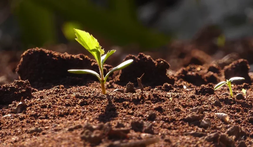 Sprouting Good Things