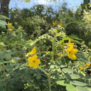 Intentional Resilience in Gardening