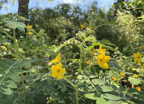 Intentional Resilience in Gardening