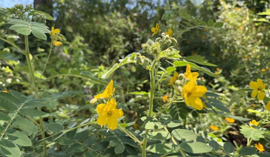 Intentional Resilience in Gardening