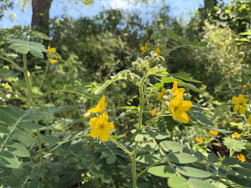 Intentional Resilience in Gardening