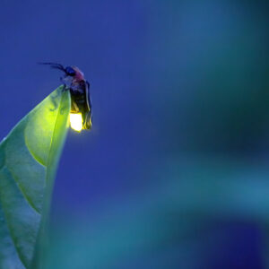 Being Fireflies Being Fireflies