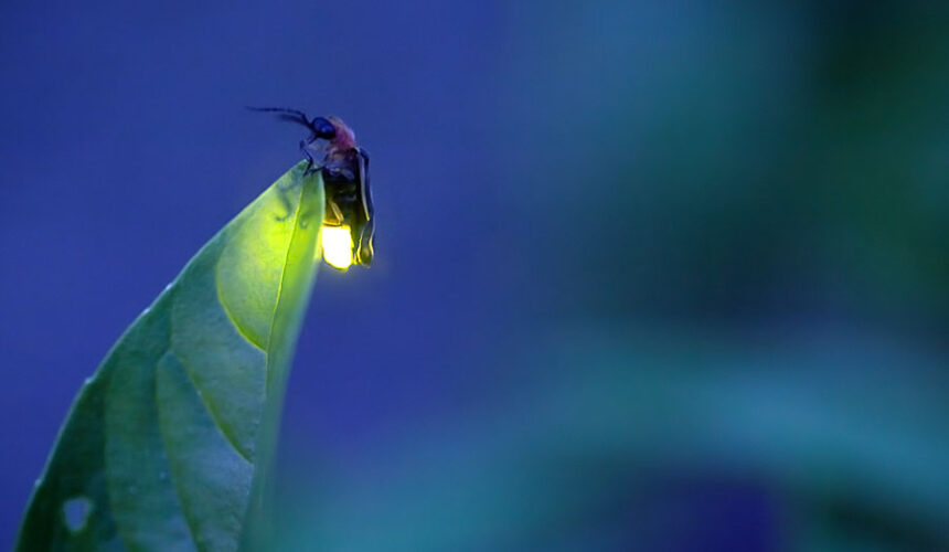 Being Fireflies