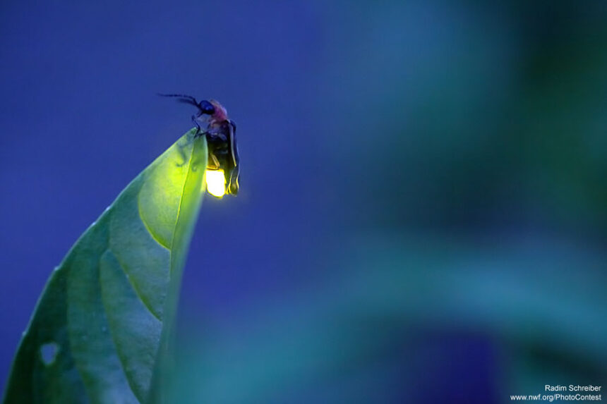Being Fireflies Being Fireflies